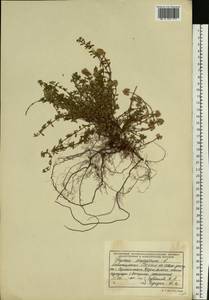 Thymus bashkiriensis Klokov & Des.-Shost., Eastern Europe, Eastern region (E10) (Russia)