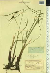 Carex rugulosa Kük., Siberia, Baikal & Transbaikal region (S4) (Russia)