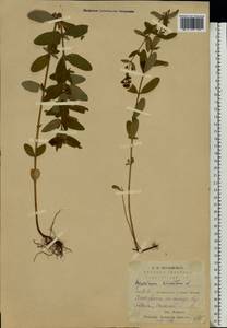Hypericum hirsutum L., Eastern Europe, Middle Volga region (E8) (Russia)