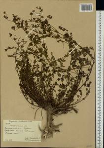 Dorycnium pentaphyllum subsp. herbaceum (Vill.)Rouy, Eastern Europe, West Ukrainian region (E13) (Ukraine)