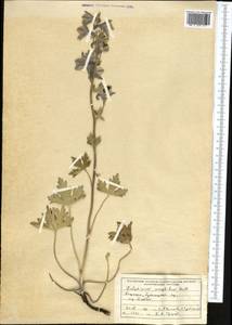 Delphinium oreophilum Huth, Middle Asia, Pamir & Pamiro-Alai (M2) (Kyrgyzstan)