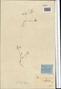 Ranunculus trichophyllus Chaix, Middle Asia, Northern & Central Kazakhstan (M10) (Kazakhstan)