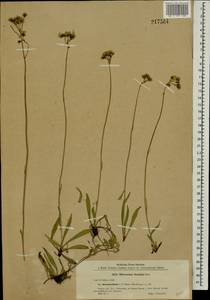 Pilosella leptophyton subsp. leptophyton, Eastern Europe, Central forest-and-steppe region (E6) (Russia)