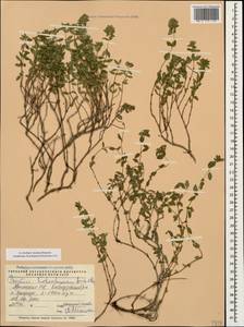 Thymus kotschyanus Boiss. & Hohen., Caucasus, Armenia (K5) (Armenia)