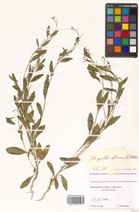 Strigosella africana (L.) Botsch., Siberia, Russian Far East (S6) (Russia)