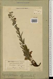 Cynoglossum officinale L., Caucasus, Georgia (K4) (Georgia)