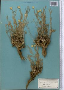 Centaurea, Middle Asia, Pamir & Pamiro-Alai (M2) (Tajikistan)