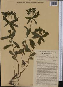 Euphorbia dulcis L., Western Europe (EUR) (Austria)