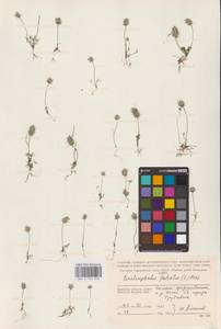 Ceratocephala falcata (L.) Cramer, Eastern Europe, Western region (E3) (Russia)