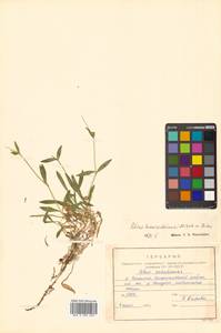 Silene sachalinensis F. Schmidt, Siberia, Russian Far East (S6) (Russia)