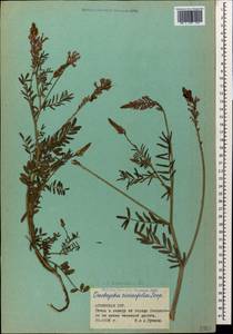 Onobrychis biebersteinii Sirj., Caucasus, Armenia (K5) (Armenia)
