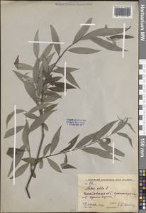 Salix alba L., Eastern Europe, Lower Volga region (E9) (Russia)