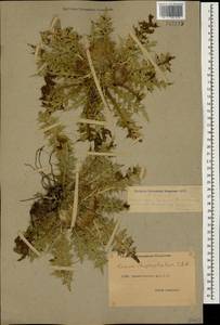 Cirsium rhizocephalum C. A. Mey., Caucasus, Dagestan (K2) (Russia)