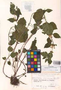 Lamium galeobdolon (L.) L., Caucasus, Georgia (K4) (Georgia)