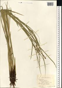 Carex paniculata L., Eastern Europe, Belarus (E3a) (Belarus)
