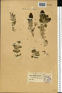 Ceratophyllum demersum L., Eastern Europe, North-Western region (E2) (Russia)