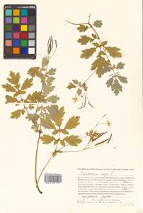 Chelidonium majus L., Siberia, Russian Far East (S6) (Russia)