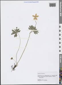 Anemone sylvestris L., Eastern Europe, Central forest-and-steppe region (E6) (Russia)