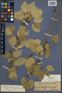 Populus talassica Kom., Middle Asia, Western Tian Shan & Karatau (M3) (Kazakhstan)