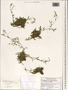 Gypsophila cephalotes (Schrenk) F.N. Williams, South Asia, South Asia (Asia outside ex-Soviet states and Mongolia) (ASIA) (Afghanistan)