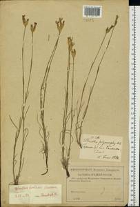 Dianthus borbasii, Eastern Europe, Lower Volga region (E9) (Russia)