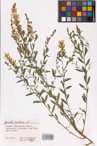 Genista tinctoria L., Eastern Europe, West Ukrainian region (E13) (Ukraine)