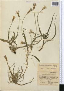 Pseudopodospermum inconspicuum (Lipsch.) Zaika, Sukhor. & N. Kilian, Middle Asia, Northern & Central Tian Shan (M4) (Kyrgyzstan)