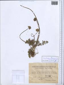 Lomatocarpa albomarginata (Schrenk) Pimenov & Lavrova, Middle Asia, Western Tian Shan & Karatau (M3) (Kyrgyzstan)