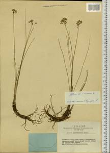 Allium tenuissimum L., Siberia, Baikal & Transbaikal region (S4) (Russia)