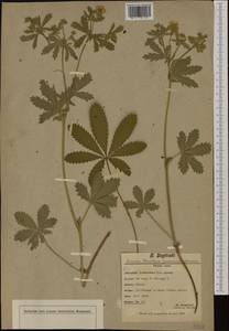 Potentilla thuringiaca Bernh. ex Link, Western Europe (EUR) (Switzerland)
