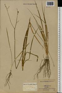 Anthericum ramosum L., Eastern Europe, North Ukrainian region (E11) (Ukraine)