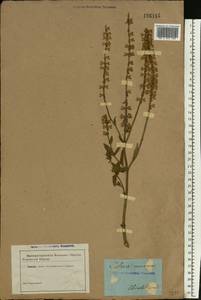 Salvia nemorosa L., Eastern Europe, South Ukrainian region (E12) (Ukraine)