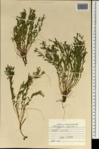 Polygala sibirica L., Mongolia (MONG) (Mongolia)