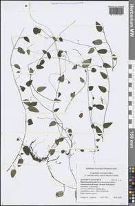 Trigonotis radicans subsp. sericea (Maxim.) Riedl, Siberia, Russian Far East (S6) (Russia)