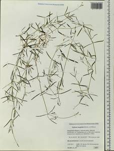 Stellaria longifolia (Regel) Muhl. ex Willd., Siberia, Russian Far East (S6) (Russia)