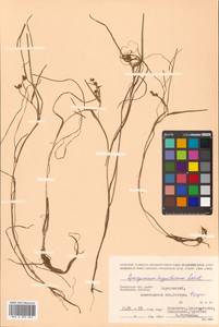 Sparganium hyperboreum Laest. ex Beurl., Siberia, Chukotka & Kamchatka (S7) (Russia)