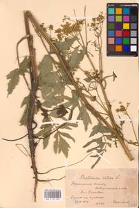 Pastinaca sativa L., Eastern Europe, Central forest-and-steppe region (E6) (Russia)