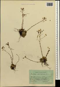 Saxifraga paniculata subsp. cartilaginea (Willd.) D. A. Webb, Caucasus, Stavropol Krai, Karachay-Cherkessia & Kabardino-Balkaria (K1b) (Russia)