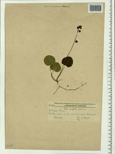Pyrola renifolia Maxim., Siberia, Russian Far East (S6) (Russia)