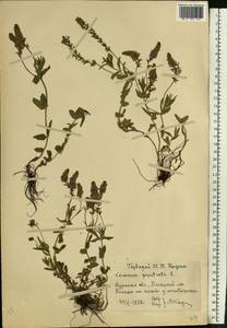 Veronica prostrata L., Eastern Europe, Central forest-and-steppe region (E6) (Russia)