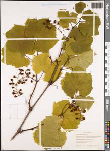 Vitis vinifera L., Eastern Europe, Moscow region (E4a) (Russia)