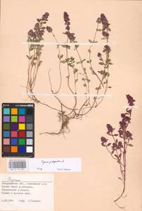 MHA 0 156 802, Thymus pulegioides L., Eastern Europe, West Ukrainian region (E13) (Ukraine)