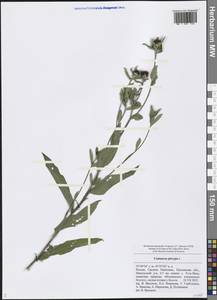 Centaurea phrygia L., Eastern Europe, Middle Volga region (E8) (Russia)
