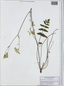 Pimpinella saxifraga L., Caucasus, Dagestan (K2) (Russia)