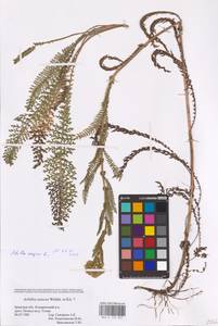 Achillea millefolium L., Eastern Europe, Western region (E3) (Russia)