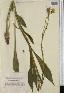 Pseudopodospermum hispanicum subsp. hispanicum, Western Europe (EUR) (Czech Republic)