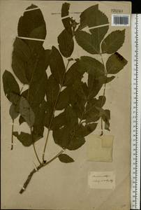 Fraxinus excelsior L., Eastern Europe, North-Western region (E2) (Russia)