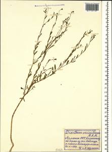 Diarthron vesiculosum (Fisch. & C. A. Mey.) C. A. Mey., Caucasus, Armenia (K5) (Armenia)