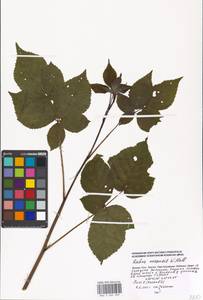 Rubus nessensis Hall, Eastern Europe, Moscow region (E4a) (Russia)