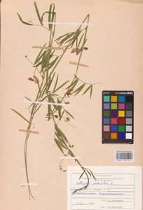 Lathyrus palustris L., Eastern Europe, Northern region (E1) (Russia)